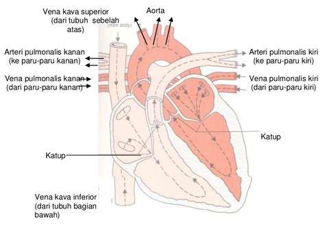 Halo gayskali ini admin tertarik ingin menggambar anatomi jantung manusia.mari kita sama belajar melalui gambar. Fungsi Jantung Dan Pembuluh Darah Dalam Sistem Peredaran ...