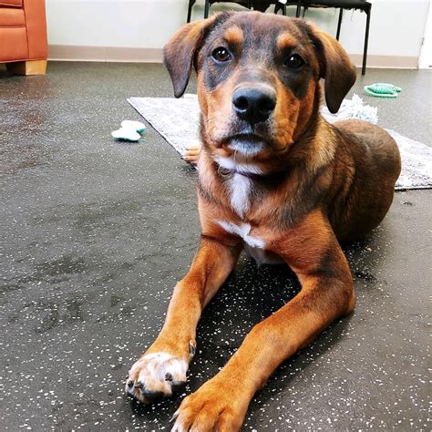 Homeward bound pets dog control aims to reunite lost dogs with their owners. Sasha - Homeward Bound: Addison County's Humane Society