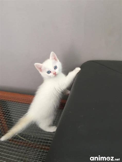 Adopter un chaton dans un refuge d'association et de la spa en france : recherche un chaton Saône-et-Loire (71) - GRATUIT sur ...