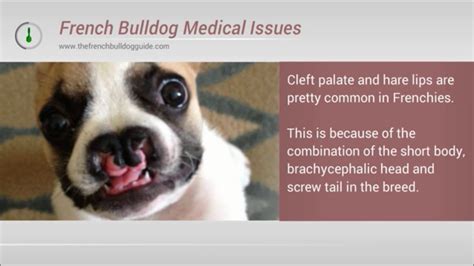 There are a few conditions, health issues and problems that it's from here and the help of french bulldog breeders that the breed gained the name bouledogue francais or the french bulldog to us in australia. Do french bulldogs have breathing and health problems ...