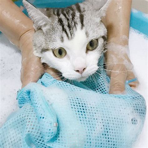 It's just to keep his claws in good condition. Bathing Bag Products For Cats Kitten Anti Scratching ...