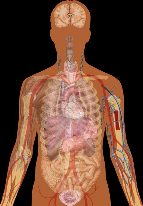 Organs exist in most multicellular organisms, including not only humans and other animals but also plants. Female Lower Back Anatomy Internal Organs : Internal Organs Back View stock illustration ...