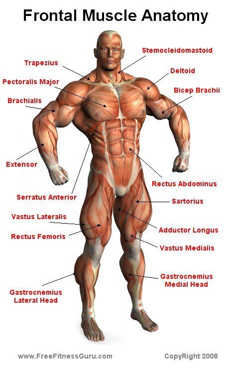 Nonfat tissues include muscle, bone and organ tissues. FreeFitnessGuru - Frontal Muscle Anatomy | Muscle anatomy ...