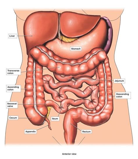 Viscera is the plural form. Picture Of Internal Organs Of Female Human Body (med bilder)