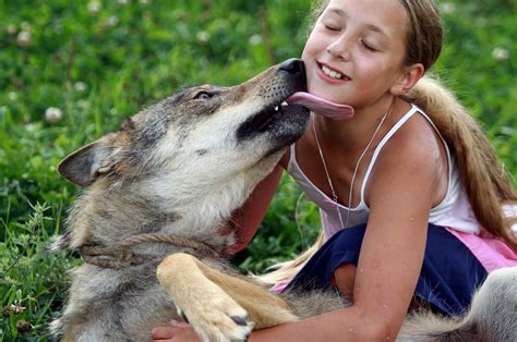 Threehorns smarter brother 2 yıl önce +2. A family of wolves: Pictures show family and wolf pack ...