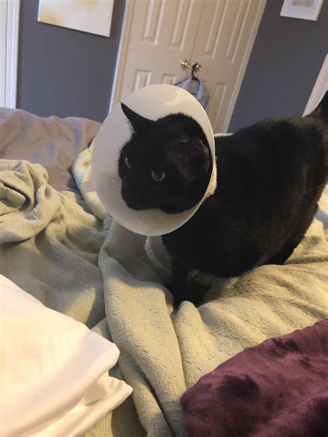 My cat has been attacked by a dog. Her head is so little I had to hand feed her food and ...