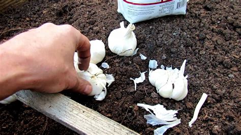 Choose premium certified organic wisconsin garlic for gardeners, farmers. 11 Tips for Successfully Planting Garlic in Your Vegetable ...