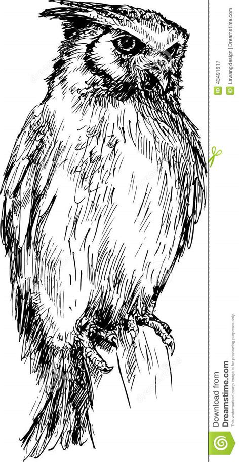 Hand drawn owl stock vector. Illustration of postcard - 43491617
