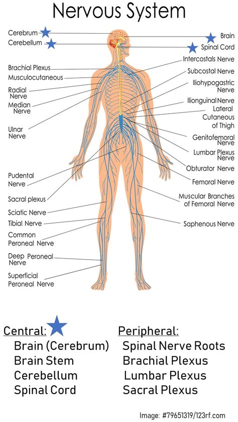 Nervous system with lymph nodes. Peripheral Nervous System - Extrapelvic Not Rare