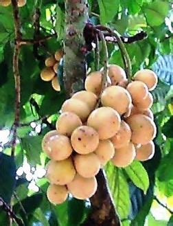 Duku, (used to be) the fruit of terengganu (dated: Pin oleh Widya A di Food 'n Drink | Buah, Sayuran