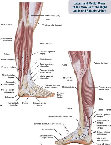 Related online courses on physioplus. Pin by SuriyaMax on Human Anatomy Drawing | Muscle, Calf ...