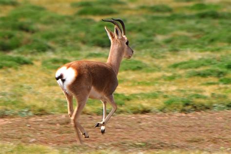 Mehr als 128 jahre innovation, seit 1892. TIBETAN GAZELLE