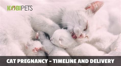 Cat pregnancy guide | food, stages, signs. Cat Pregnancy Timeline and Labor Advice - Kobi Pets