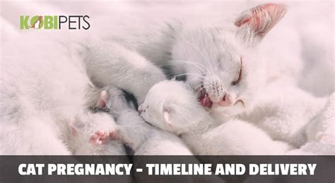 Ways to know if your cat is pregnant. Cat Pregnancy Timeline and Labor Advice - Kobi Pets