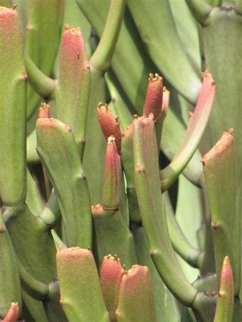 This handsome plant is not strictly a cactus but is similarly easy to keep. Euphorbia - Urban Xeriscape