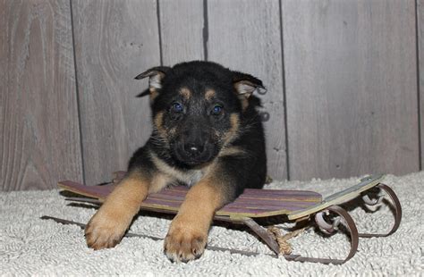 We only have a few litters each year and our puppies are always highly desired. Gayla - A Female AKC German Shepherd Puppy from New Haven ...