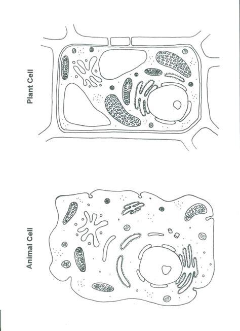 Mitochondria orange converts stored food into energy. Plant Cell Coloring Answer Key Biology Corner | Colorpaints.co