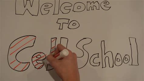 Parts of an animal cell. Cell Analogy- How an Animal Cell is Like a School - YouTube