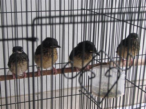 Burung decu merupakan burung yang mirip seperti kacer dari segi warna namun burung decu memiliki ukuran badan antara 17cm. Harga Burung Decu Kembang Gacor : Mp3 Suara Burung Decu ...