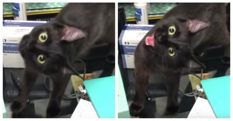 Cat sneezing can be surprisingly difficult to diagnose, for several reasons. This Cute Cat Has a Permanent Head Tilt in 2020 | Cute cat ...