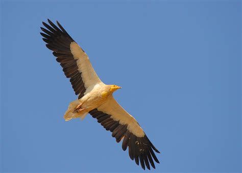 The egyptian vulture (neophron percnopterus), also called the white scavenger vulture or boe, our egyptian vulture, is now flying most days before the valley of the eagles display at 2pm. Egyptian senior in flight | Egyptian Vulture (Neophron ...