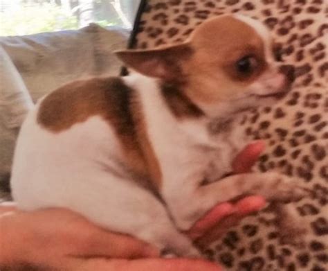 Puppies are up to date on shots and. Chihuahua puppy dog for sale in Lexington, Kentucky