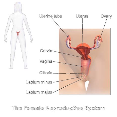 Hier werden die sexualhormone gebildet, unter deren einfluss sich die sekundären. Weibliche Geschlechtsorgane | Medizin-Lexikon | Lecturio