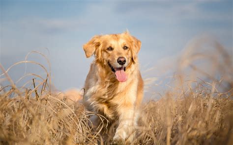 Die chance, dass deine katzen früher oder später nierenkrank wird, ist leider groß. Diabetes bei Hunden und Katzen | Das sollten Sie dazu wissen