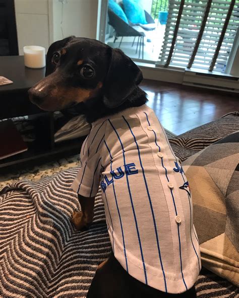 The back displays screen printed team logo and numbers along with an mlb. Baseball dog! | Pet gear, Dogs, Chicago pride