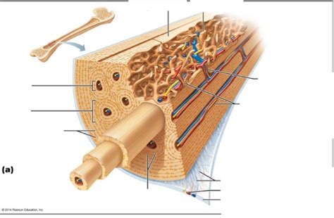 Hand | definition, anatomy, bones, diagram, & facts. Microscopic Anatomy Of Compact Bone - Anatomy Drawing Diagram