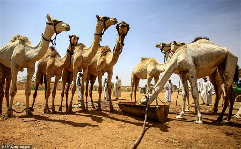 From taking a too literal. Camel traders use mobile cranes to move animals onto ...