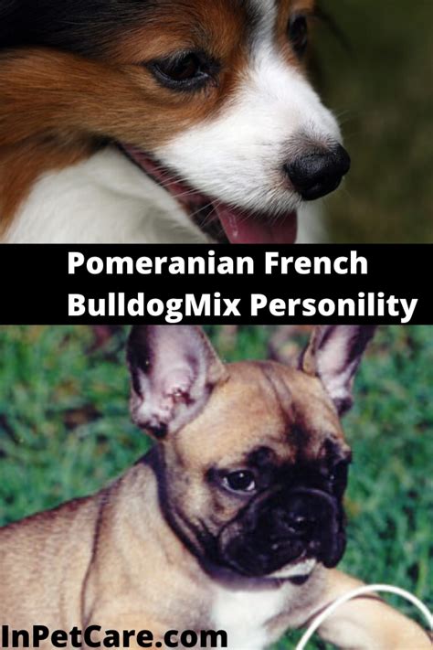 Contact the dog breeders below for pomeranian puppies for sale. Tags: pomeranian french bulldog mix french bulldog and ...