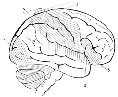 The benefits of art therapy for children with adhd and ld] save. Human Anatomy Human Brain Coloring Pages : Bulk Color