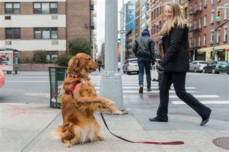 Family owned & operated with over 50 years of puppy experience! Meet the NYC Dog Who Stands on the Corner Offering Hugs ...