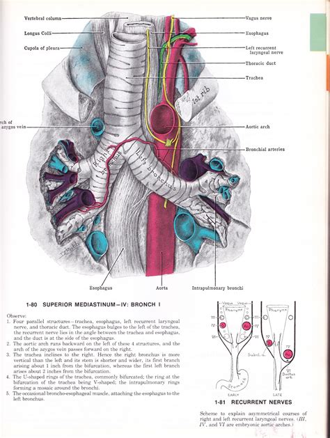 Anatomy charts are visual depictions of the human body. found archives chosen by KTHHPPPS: Images from GRANT'S ATLAS OF ANATOMY, James E. Anderson, M.D ...