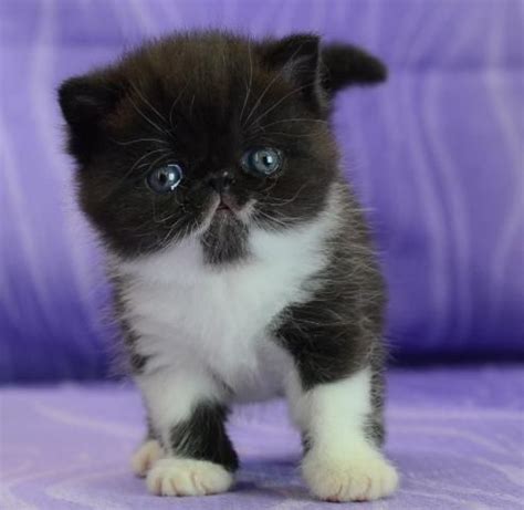Candystar freya <3 brown ptch tabby homozygous exo female 1 year, cfa reg. Persian Cat Shorthaired Cat exotic shorthair