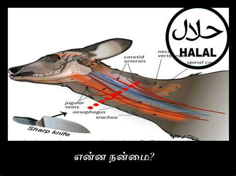 It is an issue regarding e471. உண்மையில் 'ஹலால்' என்றால் என்னவென்று தெரியுமா? | What Is ...