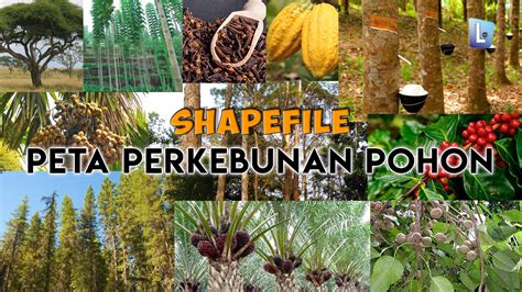 Check spelling or type a new query. Shapefile Peta Perkebunan Pohon Indonesia - Lapak GIS