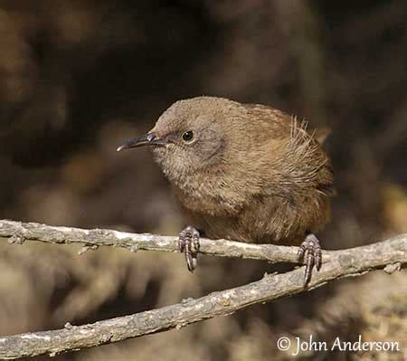 Wrens,being small are eaten by many predators.cats,snakes and sharp shinned hawks are the major predators.in spite of this,the wren. Cobb's Wren