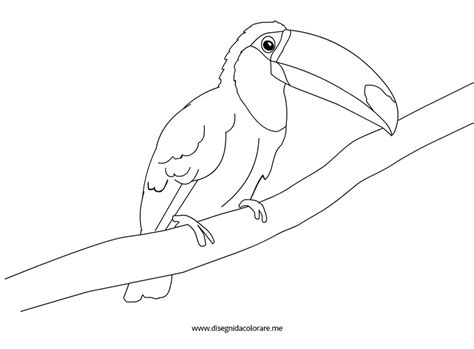 Benvenuto nel fantastico mondo degli animali. Disegno Tucano - Disegni da colorare