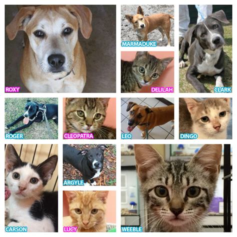 Physical location of headquarters, resale store, dog and cat adoptions (please do not mail to this address): Cats & Dogs Available for Adoption in St Augustine ...