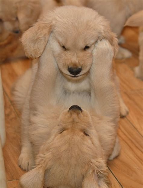 If you are looking to adopt or buy a golden retriever take a look here! Golden Retriever Puppies Washington Dc - Bmoshow Blog