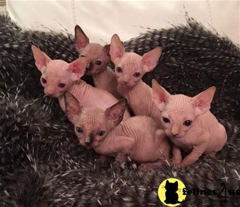 Kittens up is a home based family business that specializes on luxury, purebred cats, and kittens for sale. Sphynx Kitten for Sale: Tracy 2 Yrs and 1 Mths old