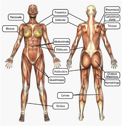 Muscles, connected to bones or internal organs and blood vessels, are in charge for movement. Female Muscle Chart | Muscle women, Muscle anatomy ...