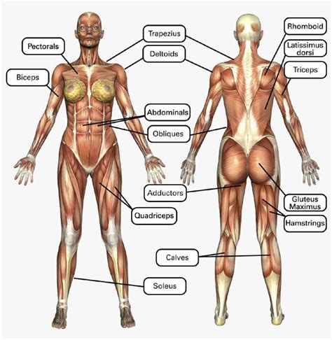 Muscles of the human body (front view). Female Muscle Chart | Muscle women, Muscle anatomy ...