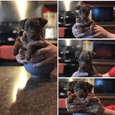 **all sales in mn will have. Miniature Pinscher Puppies For Sale | Memphis, TN #305466