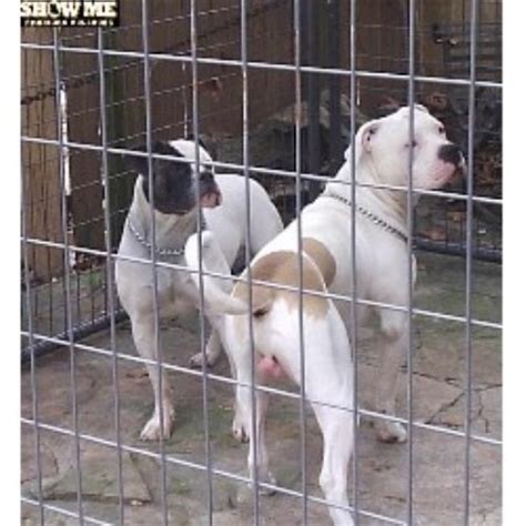 The breed we know as the american bulldog was originally known by many different names before the name american bulldog became the standard. Show-Me Classic American Bulldogs, American Bulldog ...