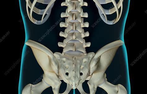 Each bone (vertebra) is roughly the shape of a flattened cylinder and between each vertebra is a disc. The bones of the lower back - Stock Image - F001/6621 ...