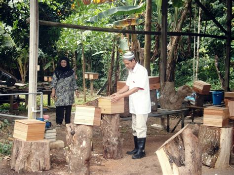 Cara pemotongan log kelulut sdanai pemasangan topeng log lebah kelulut. it's me diana alim...: Khasiat madu lebah kelulut ...