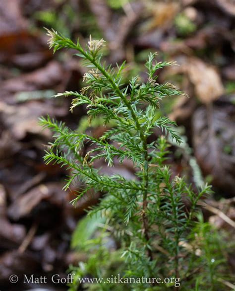 Red cedar trees are incredibly aromatic, giving off a comforting fragrance from the little berries they produce. Walk around Totem Park - Sitka Nature